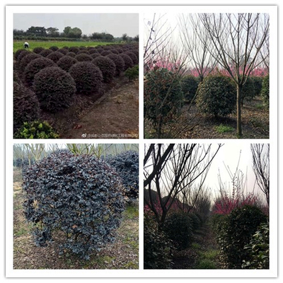 四川苗圃基地与绿化工程的绿色实践