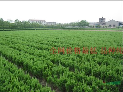 批发龙柏苗 龙柏树苗 四季常青 工程庭院绿化苗木量大优惠