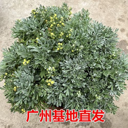 银叶芙蓉菊 阳台与庭院的造景新宠